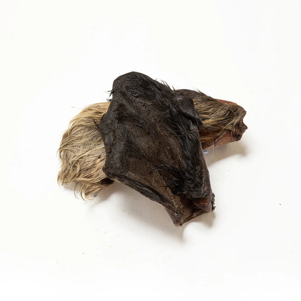 Large Hairy Cows Ear