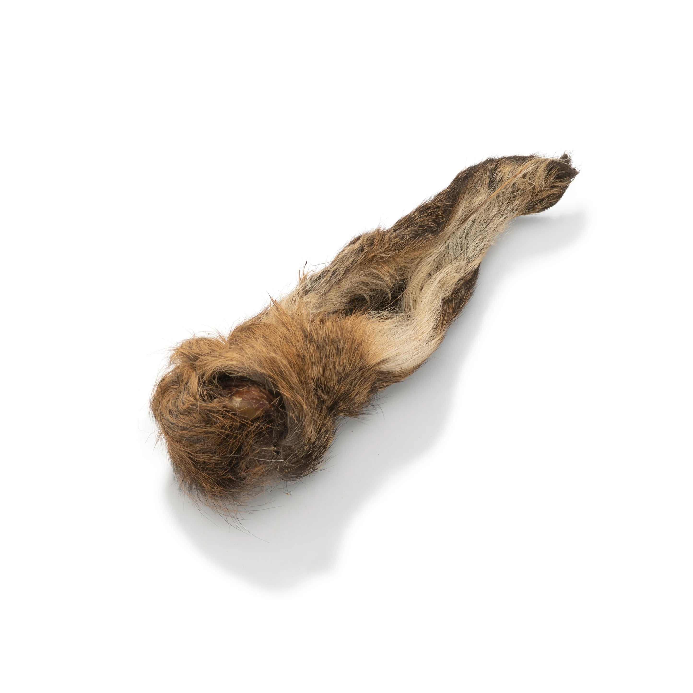 Hairy Venison Ear